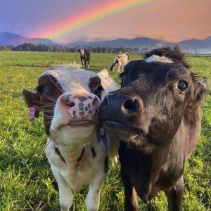 🐮❤️ 🐮❤️